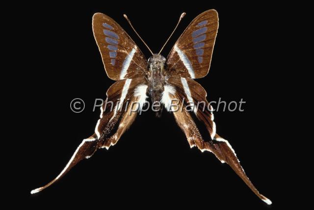 lamproptera meges.JPG - Lamproptera megesLamproptèreDragontail butterflyLepidoptera, PapilionidaePhilippines